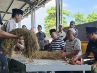 FOTO: H. Mukmin (tengah songkok putih) bersama tim Perusahaan Rokok (PR) Bahagia saat melakukan sortir kualitas tembakau musim panen 2025. (Panji Agira/wartazone.com)