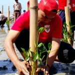 FOTO: Perkumpulan alumni beasiswa KOICA Scholarship Alumni (KOSA), melibatkan kelompok masyarakat Reng Paseser, Arudam Farm, SMP Binar Sumenep, SMK Nasyirul Ulum Bluto, serta warga Desa Aengbaja Kenek, saat menggelar penanaman mangrove di Sumenep pada Sabtu (30/8/2025).