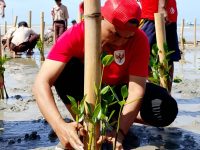 FOTO: Perkumpulan alumni beasiswa KOICA Scholarship Alumni (KOSA), melibatkan kelompok masyarakat Reng Paseser, Arudam Farm, SMP Binar Sumenep, SMK Nasyirul Ulum Bluto, serta warga Desa Aengbaja Kenek, saat menggelar penanaman mangrove di Sumenep pada Sabtu (30/8/2025).