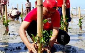 KOSA Tanam 10.000 Mangrove di Jakarta dan Sumenep untuk Jaga Ekosistem Pesisir