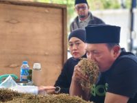 FOTO: Haswal Group membuka pembelian perdana tembakau hasil produksi petani Sumenep pada Senin (24/8/2026).
